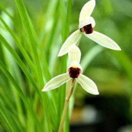 怎么才能養(yǎng)好蘭花？需要做到哪些準(zhǔn)備？